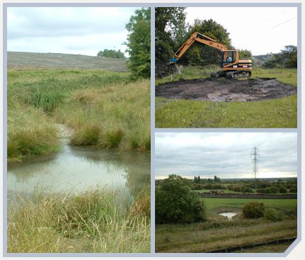 Gibfield Park Great Crested Newts - Ecology Gibfield Park Great Crested Newts - Ecology