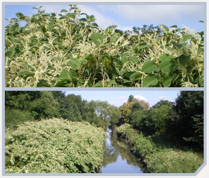 Japanese Knotweed Control - Ecology