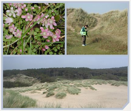 Sefton Dunes NVC Survey - Ecology