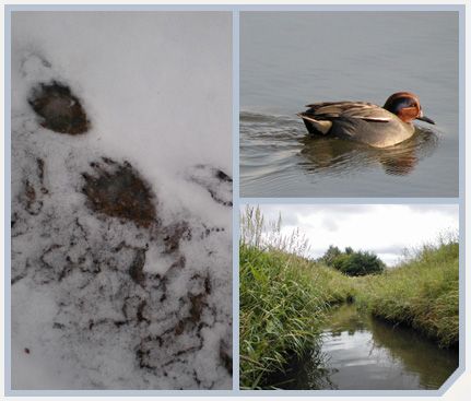 Tameside Biodiversity Audit - Ecology