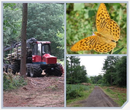 Morecambe Bay Woodfuel and Wildlife Project