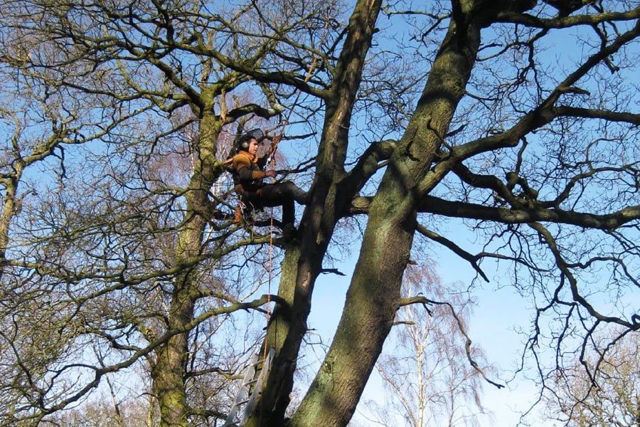 Arboricultural Consultant