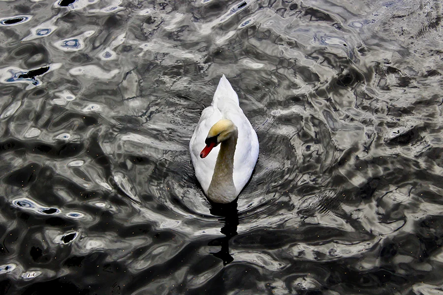 Cotton Quay Mute Swan