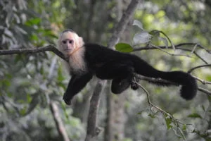 Capuchin Monkey