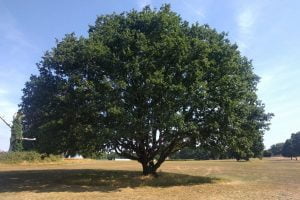 Morden Park Tree