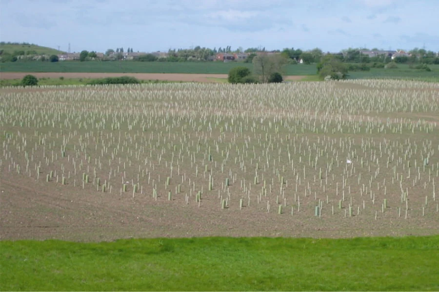 TEP project: Griffin Wood, adjacent to the M62 corridor and part of the expanding Mersey Forest. 2007