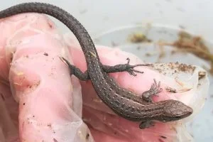 Viviparous Lizard or Common Lizard