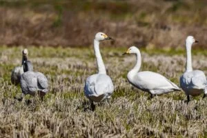 Winter Bird Surveys