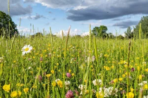 Biodiversity Net Gain BNG