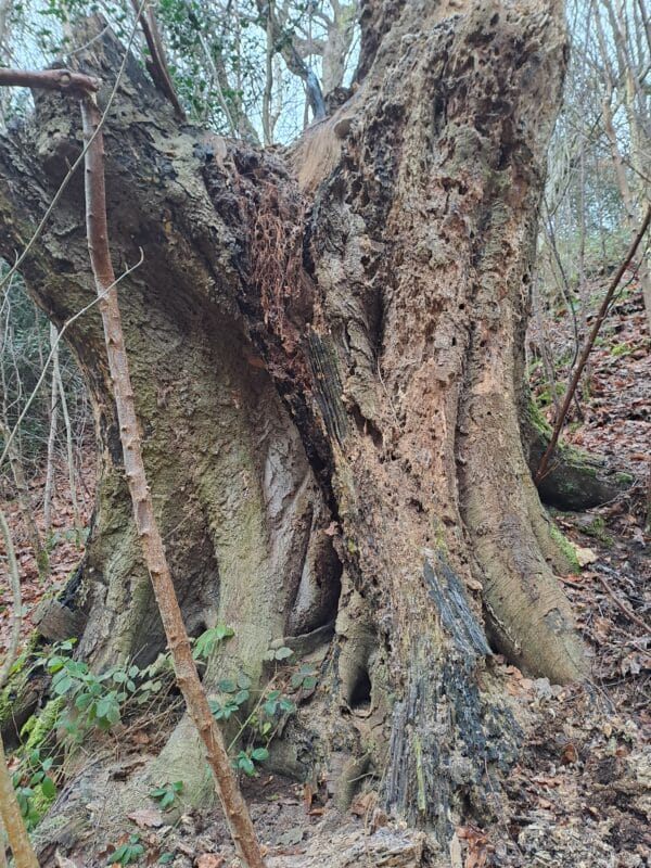 Honey Fungus Discovery During Tree Survey Arboriculture