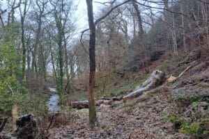 Honey Fungus Discovery During Tree Survey Arboriculture