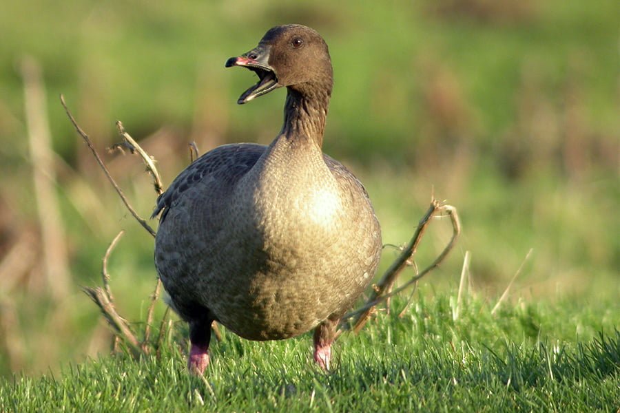 The Early Bird and The Pink-footed Geese - TEP - The Environment ...