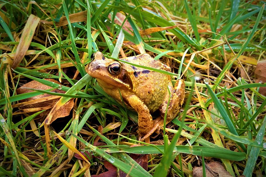 The Frog and Toad to Conservation - TEP - The Environment