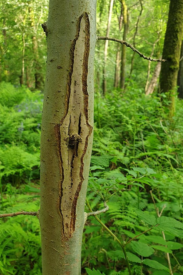 What Is Chalara Ash Dieback? | Fassfern Forestry Arborists & Tree ...