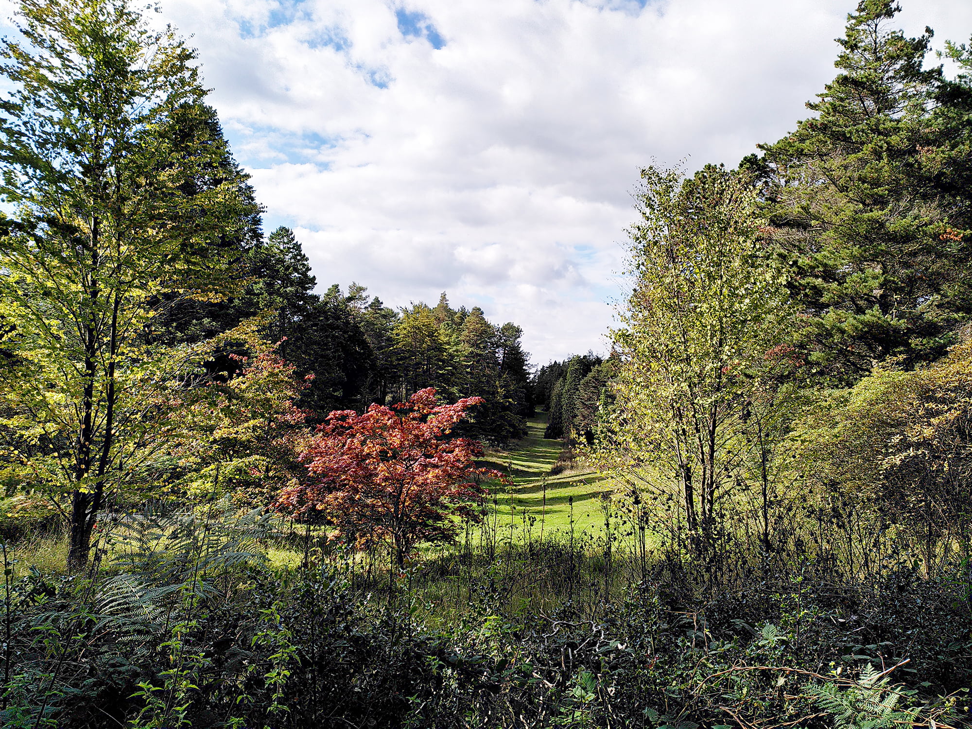 Bedgebury National Masterplan TEP The Environment